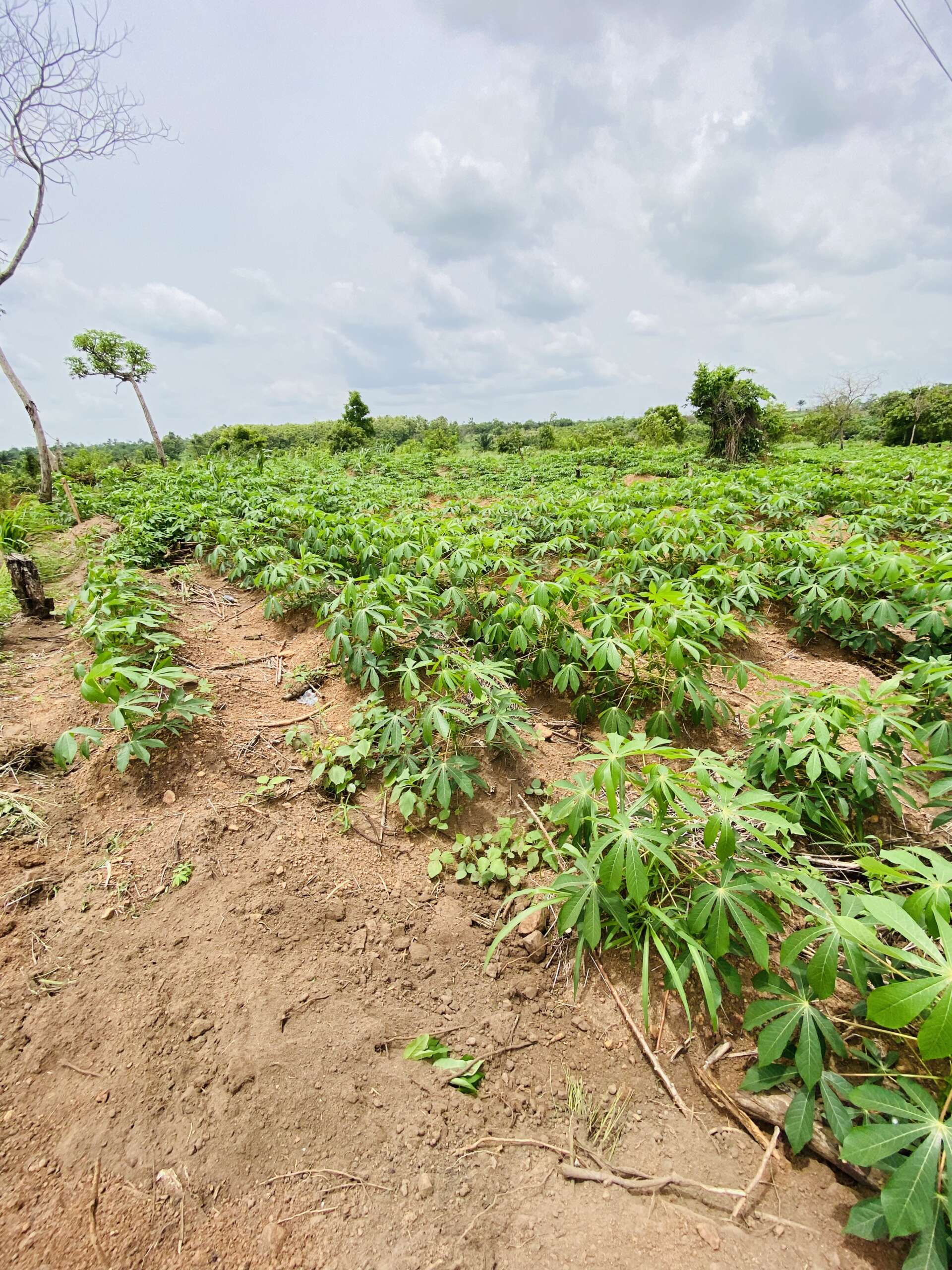 Dakore Green Estate (Commercial) - Image 3