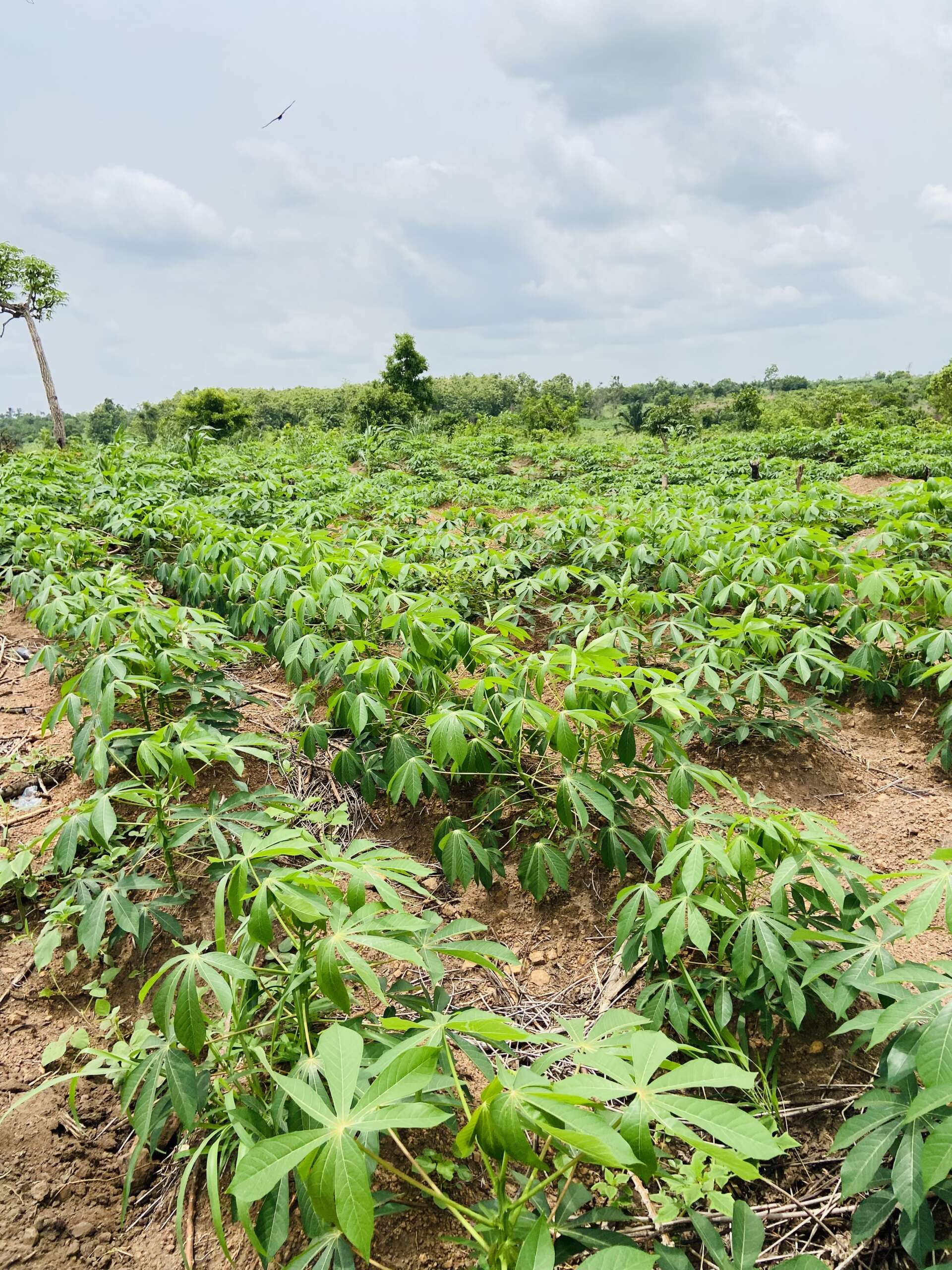 Dakore Green Estate (Commercial) - Image 4