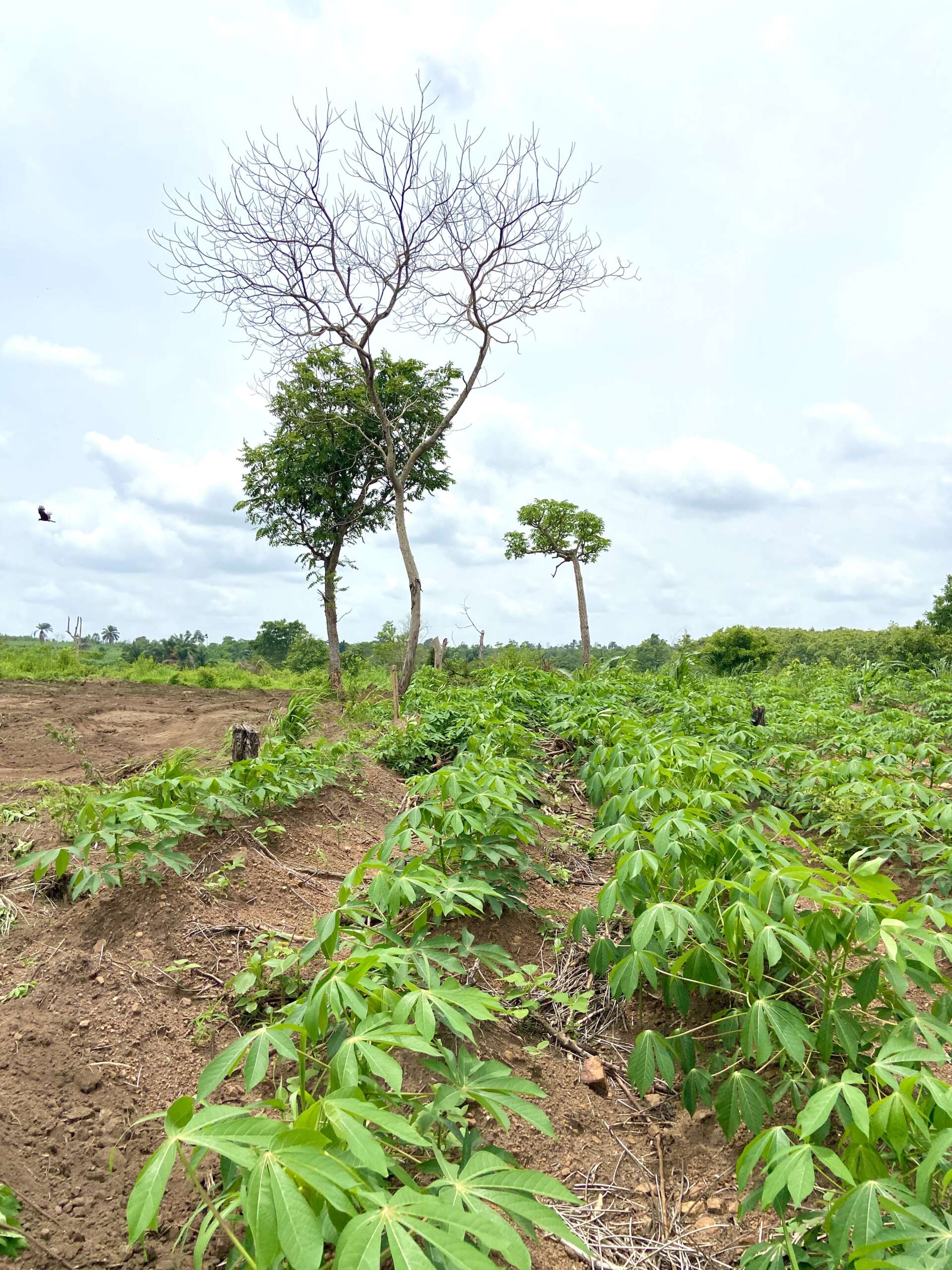 Dakore Green Estate (Commercial) - Image 5